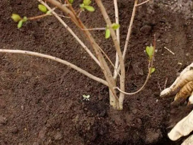 How to plant viburnum on the site in autumn, spring