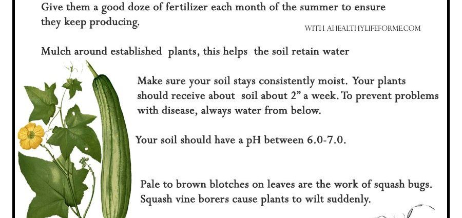 How to plant zucchini: instructions and conditions for fruiting