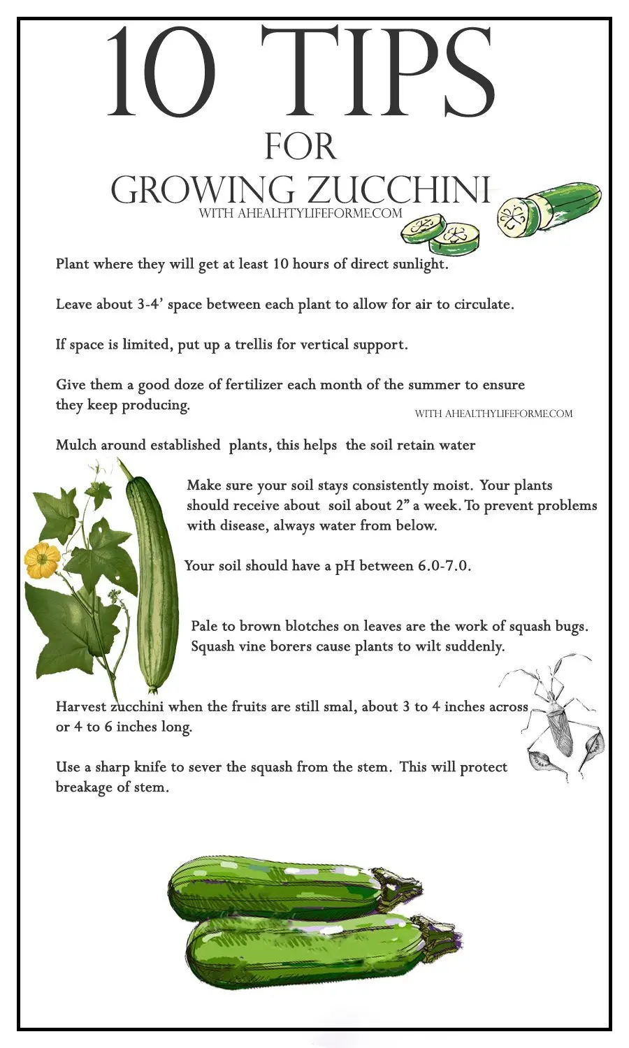 How to plant zucchini: instructions and conditions for fruiting