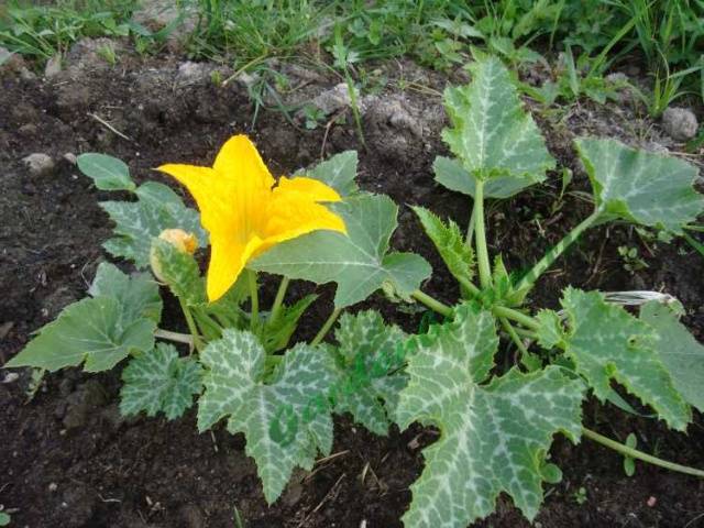 How to plant zucchini seedlings in open ground