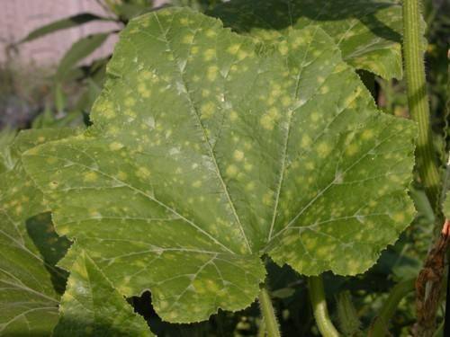 How to plant zucchini seedlings in open ground