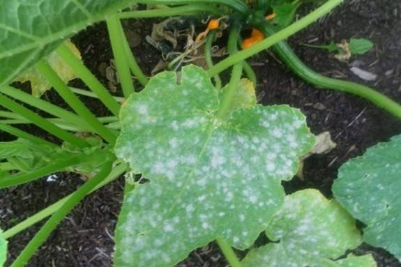 How to plant zucchini seedlings in open ground