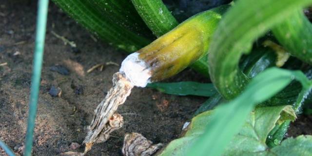 How to plant zucchini seedlings in open ground