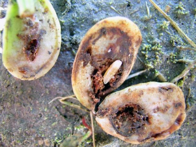 How to plant zucchini seedlings in open ground