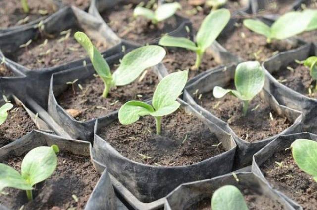 How to plant zucchini seedlings in open ground