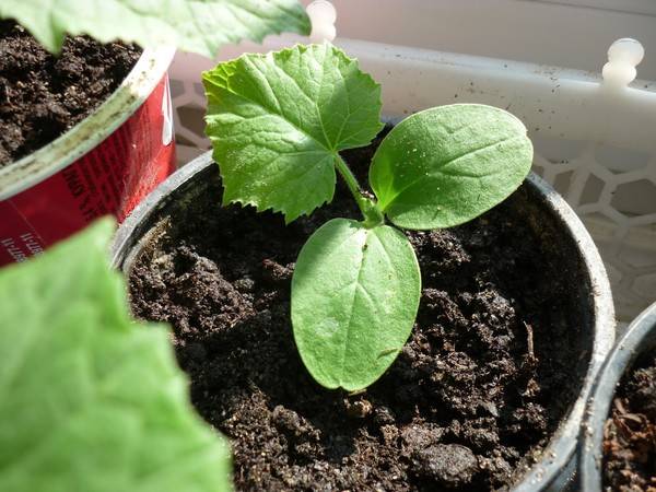 How to plant zucchini seedlings in open ground