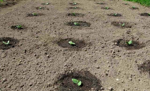 How to plant zucchini seedlings in open ground