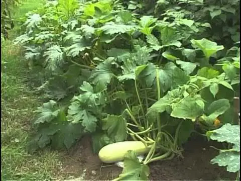 How to plant zucchini seedlings in open ground