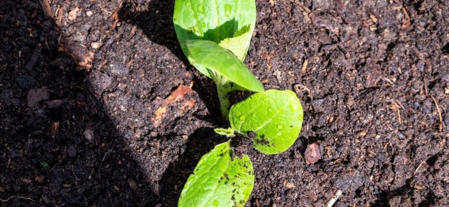 How to plant zucchini seedlings in open ground