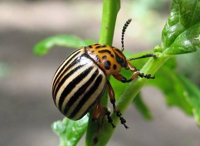 How to poison the Colorado potato beetle on potatoes