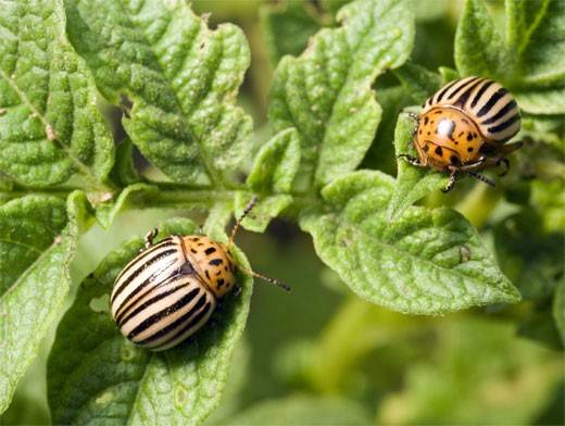 How to poison the Colorado potato beetle on potatoes