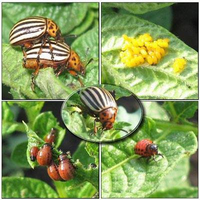 How to poison the Colorado potato beetle on potatoes