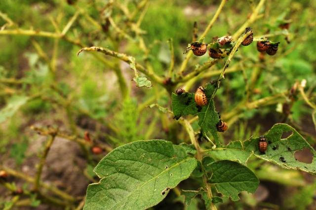 How to poison the Colorado potato beetle on potatoes