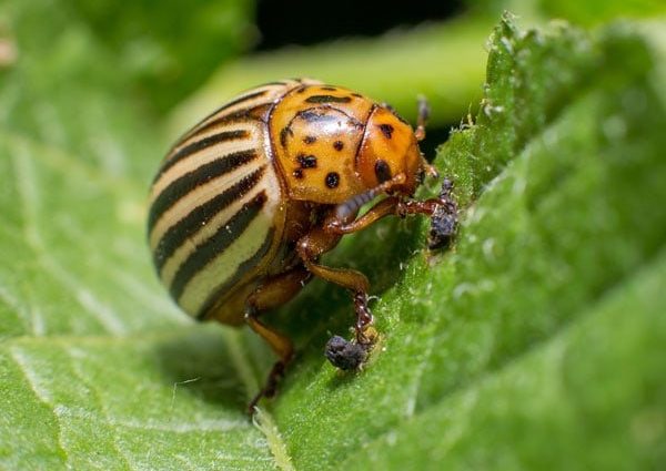 How to poison the Colorado potato beetle on potatoes