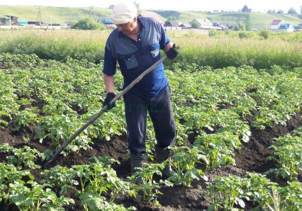 How to poison the Colorado potato beetle on potatoes