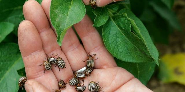 How to poison the Colorado potato beetle on potatoes