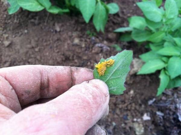 How to poison the Colorado potato beetle on potatoes