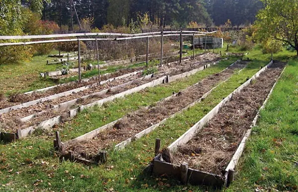 How to prepare a bed for garlic in the fall for planting