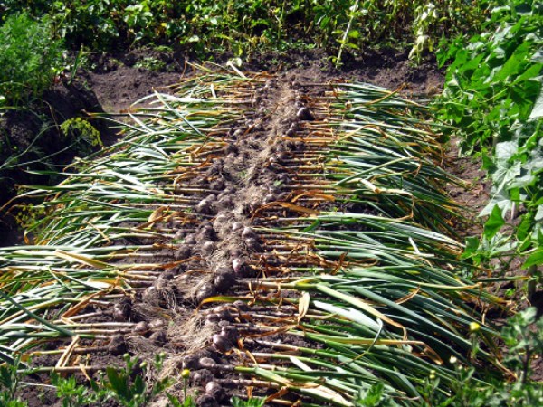 How to prepare a bed for garlic in the fall for planting