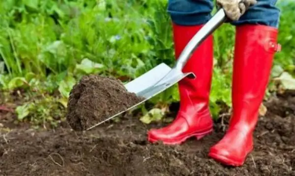 How to prepare a bed for garlic in the fall for planting