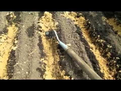 How to prepare a bed for garlic in the fall for planting