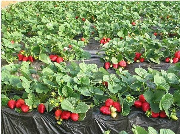 How to prepare a bed for strawberries in the fall