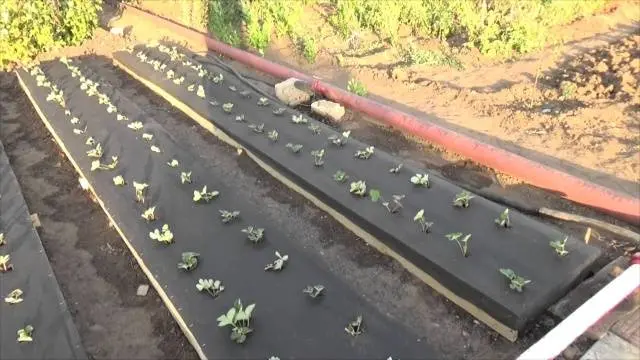 How to prepare a bed for strawberries in the fall