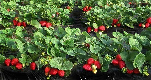 How to prepare a bed for strawberries in the fall