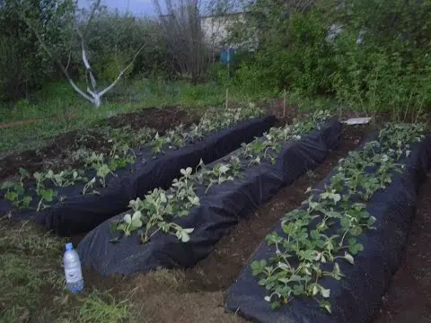 How to prepare a bed for strawberries in the fall