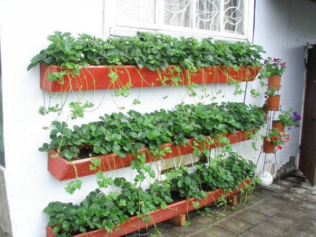 How to prepare a bed for strawberries in the fall