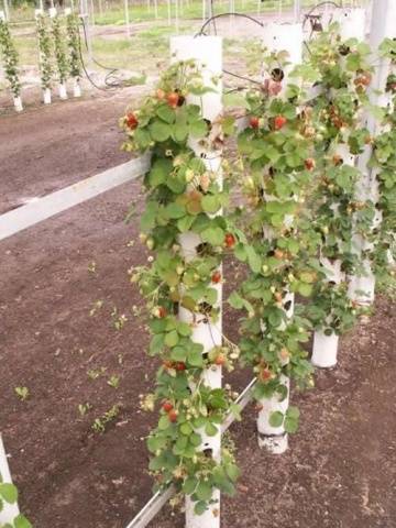 How to prepare a bed for strawberries in the fall