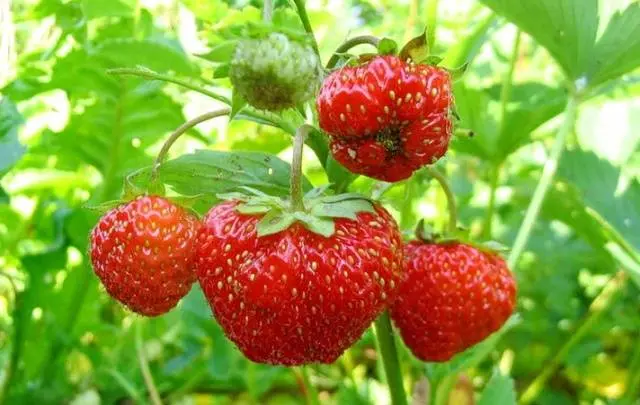 How to prepare a bed for strawberries in the fall