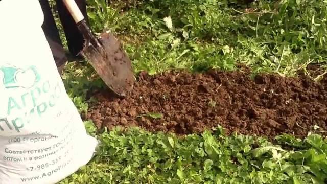 How to prepare a bed for strawberries in the fall