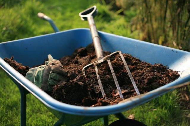 How to prepare a bed for strawberries in the fall