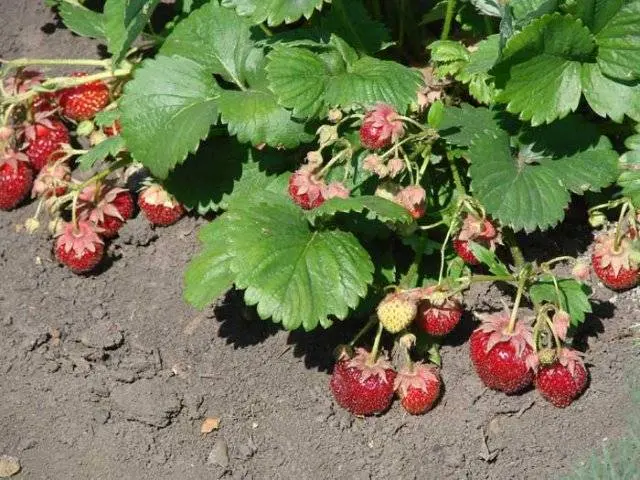 How to prepare a bed for strawberries in the fall