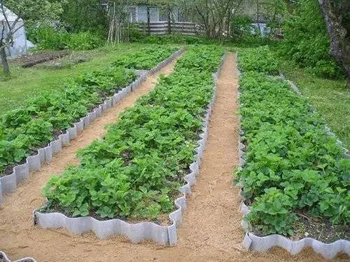 How to prepare a bed for strawberries in the fall