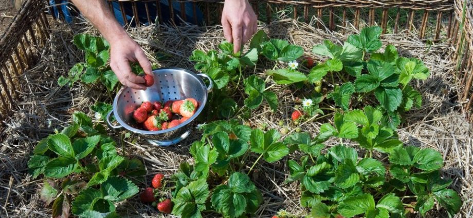 How to prepare a bed for strawberries in the fall