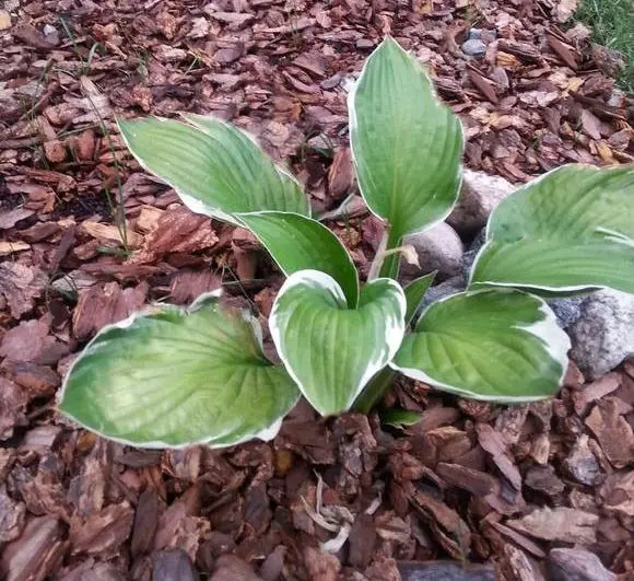 How to prepare a host for winter: is it necessary to cover the plant in cold weather in the Urals, Siberia and the Moscow region