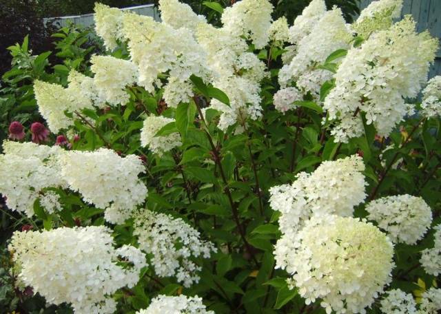 How to prepare a hydrangea for winter in the Urals