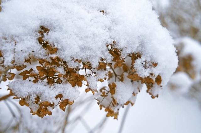 How to prepare a hydrangea for winter in the Urals