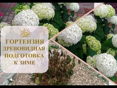 How to prepare a hydrangea for winter in the Urals