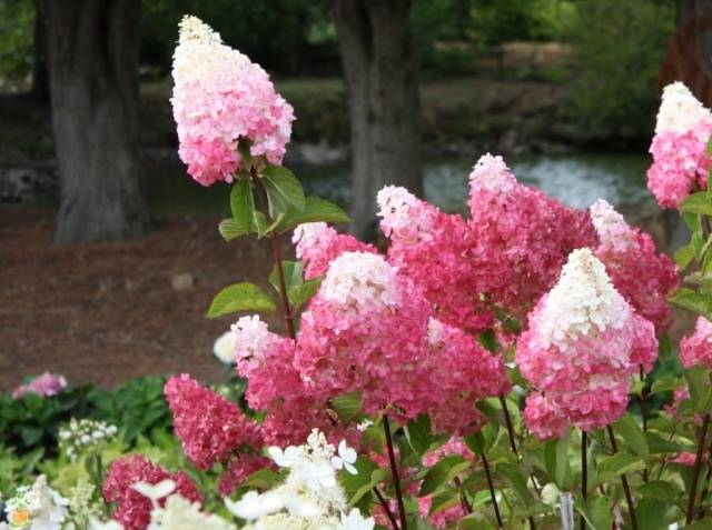 How to prepare a hydrangea for winter in the Urals