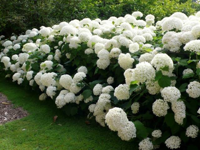 How to prepare a hydrangea for winter in the Urals