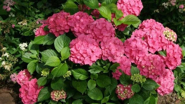 How to prepare a hydrangea for winter in the Urals