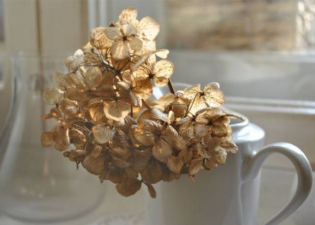 How to prepare a hydrangea for winter in the Urals