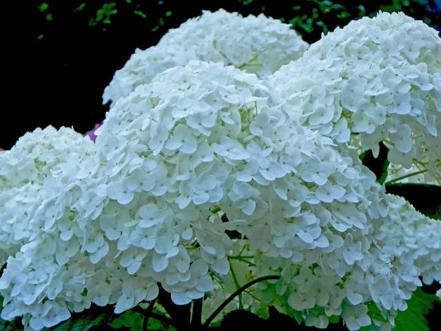 How to prepare a hydrangea for winter in the Urals