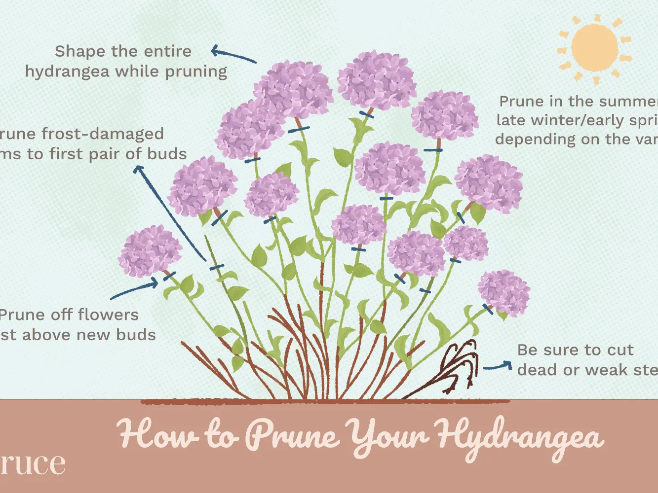 How to prepare a hydrangea for winter in the Urals