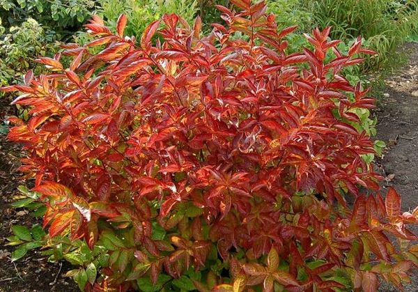 How to prepare a weigela for winter: care in the fall, shelter when the temperature drops