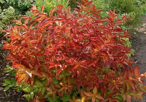 How to prepare a weigela for winter: care in the fall, shelter when the temperature drops