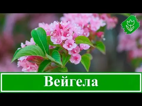 How to prepare a weigela for winter: care in the fall, shelter when the temperature drops